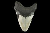 Fossil Megalodon Tooth - North Carolina #124954-2